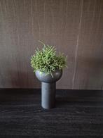 Zwarte bloempot met vetplant, Ophalen, Overige materialen, Gebruikt, Zwart
