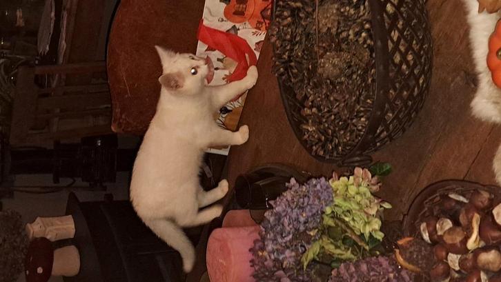 Turkse angora kruizing, Tickets en Kaartjes, Kortingen en Cadeaubonnen, Twee personen, Overige soorten