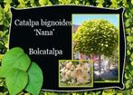 Bolcatalpa Bol liquidambar, Bol esdoorn Bolacer, Ophalen, Bloeit niet, Halfschaduw, Overige soorten