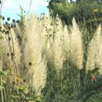 Cortaderia selloana Pumila | pampasgras | wit, Vaste plant, Herfst, Siergrassen, Ophalen of Verzenden