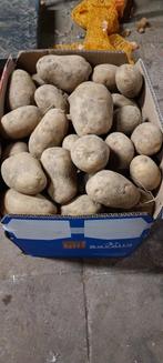 Bloemige polder aardappelen, Ophalen