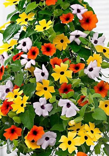 Suzanne met de mooie Ogen (zaden) (Thunbergia) beschikbaar voor biedingen