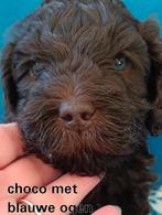 Australian labradoodle pups, 8 tot 15 weken, Parvo, Meerdere dieren, Eén hond