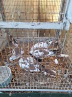 Aangeboden lachduifjes bonte kleuren, Meerdere dieren, Overige soorten