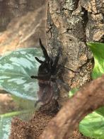 0.1 Tililtocatl vagans - Roodromp vogelspin (met terrarium), Dieren en Toebehoren, Insecten en Spinnen, Spin of Schorpioen