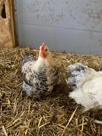 Mooie cochin kriel haantjes, Mannelijk, Kip