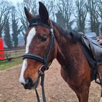 Super brave D pony te koop, Merrie