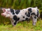 Mooie Bentheimer x Pietrain beer te koop, Dieren en Toebehoren, Schapen, Geiten en Varkens