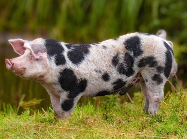 Mooie Bentheimer x Pietrain beer te koop, Dieren en Toebehoren, Schapen, Geiten en Varkens