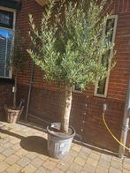 Olijfbomen diverse maten,  gratis bezorgd in & om Hilversum, Volle zon, Ophalen of Verzenden, 100 tot 250 cm, Olijfboom