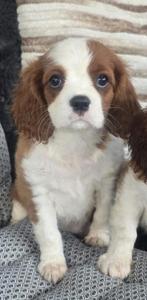 Cavalier king charles spaniel pup teefje, Dieren en Toebehoren, Honden | Retrievers, Spaniëls en Waterhonden, Rabiës (hondsdolheid)