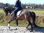 Sociale 4 jarige lieve merrie allround  L niveau gereden, Dieren en Toebehoren, Paarden, Merrie, Gechipt, Dressuurpaard, 3 tot 6 jaar