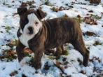 Prachtig Amerikaanse bulldog teefje kan meteen mee, Dieren en Toebehoren, Honden | Bulldogs, Pinschers en Molossers, Parvo, Nederland
