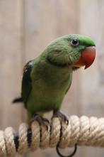 Jonge Alexander Parkiet | Handtam | Rustig, Dieren en Toebehoren, Vogels | Parkieten en Papegaaien, Meerdere dieren, Parkiet, Pratend