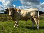 Charolais stamboek dekstier ( topafstamming), Mannelijk