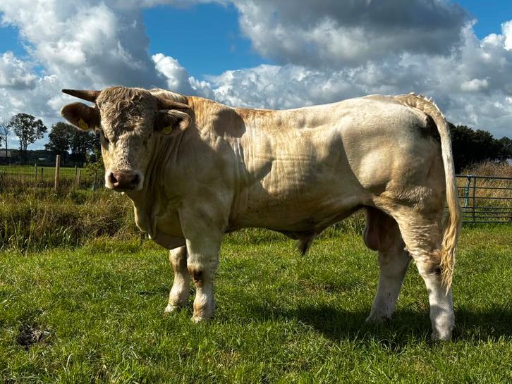 Charolais stamboek dekstier ( topafstamming), Dieren en Toebehoren, Runderen, Mannelijk