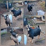 Goed plekje gezocht voor onze geiten, Dieren en Toebehoren, Vrouwelijk, Geit, 3 tot 5 jaar