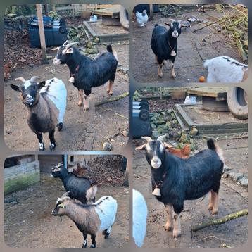 Goed plekje gezocht voor onze geiten