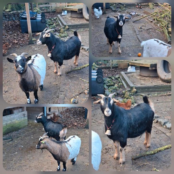 Goed plekje gezocht voor onze geiten, Dieren en Toebehoren, Schapen, Geiten en Varkens, Geit, Vrouwelijk, 3 tot 5 jaar