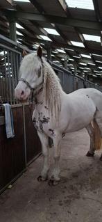 Opzoek naar een stalling voor lieve sociale tinker merrie, Stalling, 1 paard of pony