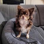 Mooie chihuahua dekreu, Dieren en Toebehoren, Honden | Dekreuen, Reu, Eén hond, 3 tot 5 jaar, Nederland