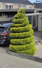 Conifeer gratis afhalen, Tuin en Terras, Planten | Bomen, Ophalen, Bloeit niet, Halfschaduw, Overige soorten