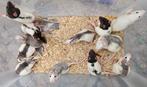 Vrouwelijke ratjes mei, Rat, Vrouwelijk, Mei, Tam