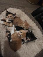 Mooi kittens, Dieren en Toebehoren