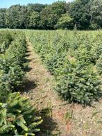Kerstbomen te koop, Diversen, Kerst, Ophalen of Verzenden