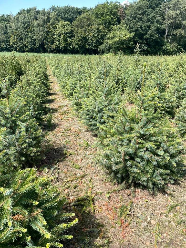 Kerstbomen te koop, Diversen, Kerst, Ophalen of Verzenden
