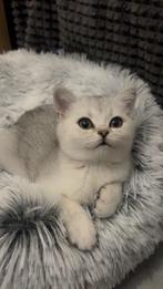 Lieve britste korthaar kittens, Dieren en Toebehoren, Katten en Kittens | Overige Katten, Meerdere dieren, Kortharig, 0 tot 2 jaar