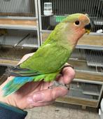 2 jonge  Agapornis dwergpapegaai roseicollie met dna, Meerdere dieren, Dwergpapegaai of Agapornis, Tam