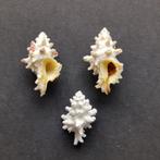 Schelpen - Attiliosa nodulifera, Ophalen of Verzenden, Schelp(en)