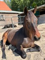 Lieve verzorger gezocht!, Dieren en Toebehoren, Stalling en Weidegang, Toebehoren, 1 paard of pony