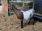 Dwerggeit bont, Dieren en Toebehoren, Vrouwelijk, Geit