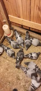 Zuid-Scharwoude, Dieren en Toebehoren, Vogels | Duiven, Meerdere dieren, Postduif