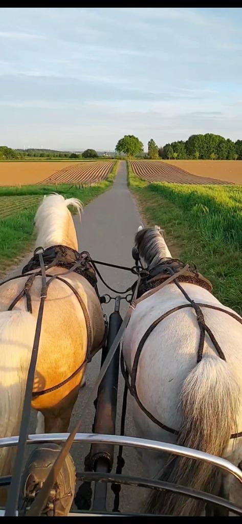 Tweespan tuig maat shet te koop!, Dieren en Toebehoren, Paarden en Pony's | Hoofdstellen en Tuigage, Gebruikt, Overige soorten