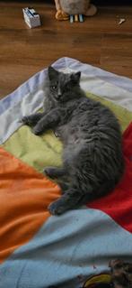 Langharige brit (met een spoortje pers), Dieren en Toebehoren, Katten en Kittens | Raskatten | Korthaar, Kater