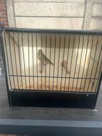 Bastaard putter man, Mannelijk, Bastaard