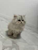 Britse Langhaar kitten, Dieren en Toebehoren, Katten en Kittens | Raskatten | Langhaar, Poes, Ontwormd