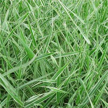 Siergas zegge - bio vaste plant beschikbaar voor biedingen