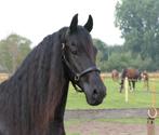 Super leuke en brave friese ruin., Dieren en Toebehoren, Paarden, Ruin