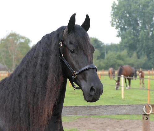 Super leuke en brave friese ruin., Dieren en Toebehoren, Paarden, Ruin