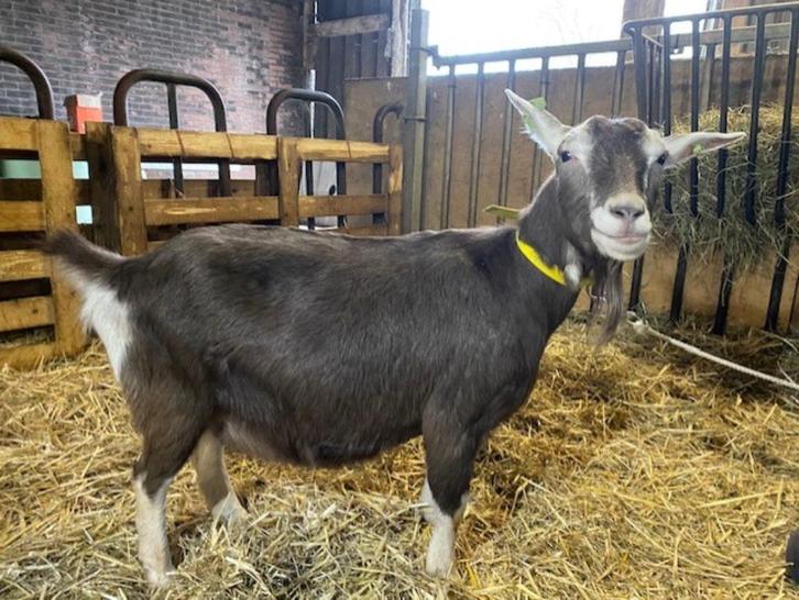 Toggenburger geiten (drachtig), Dieren en Toebehoren, Schapen, Geiten en Varkens, Geit, Vrouwelijk, 0 tot 2 jaar