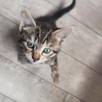 Mooie lieve kittens 8 weken oud, Dieren en Toebehoren, Katten en Kittens | Raskatten | Korthaar, Poes