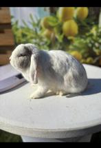 Super lief hangoor voedstertje🩷, Dieren en Toebehoren, Konijnen, Vrouwelijk, Dwerg, Hangoor