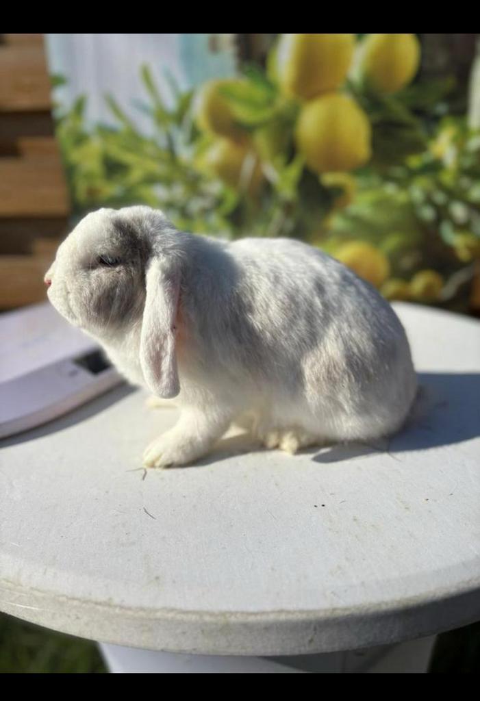 Super lief hangoor voedstertje🩷, Dieren en Toebehoren, Konijnen, Dwerg, Vrouwelijk, Hangoor
