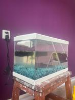 Mooi aquarium met vis en 2 garnalen, Dieren en Toebehoren, Vissen | Aquaria en Toebehoren, Ophalen, Zo goed als nieuw, Gevuld zoetwateraquarium