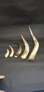 Koehoorns  hoorns koe in Verschillende Maten, Ophalen of Verzenden, Nieuw, Boerderijdier, Gewei of Kop