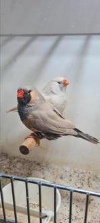 Te koop koppel man Bleekrug charcoal, Dieren en Toebehoren, Meerdere dieren